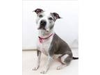 Adopt MILLIE a Pit Bull Terrier, Boxer