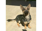 Adopt CT Mocha a German Shepherd Dog, Basset Hound