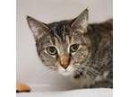 Adopt Inverness a Domestic Short Hair