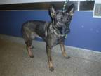 Adopt MISSY a Belgian Shepherd / Malinois