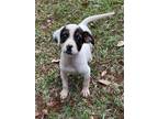 Adopt TRIX a Parson Russell Terrier, Mixed Breed