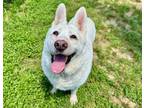 Adopt SNOWBALL a German Shepherd Dog, Mixed Breed