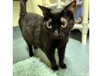 Adopt Blair a Domestic Short Hair