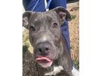 Adopt DOVE a Mixed Breed