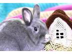 Adopt MANCHESTER a Bunny Rabbit