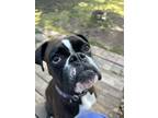 Adopt Pepper a Boxer