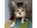 Adopt Nosey Nellie a Domestic Short Hair