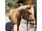 Adopt Latte a Quarterhorse