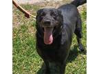 Adopt Noelle 25164 a Labrador Retriever, Mixed Breed