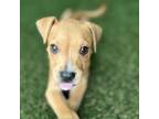 Adopt Winnie a Mixed Breed