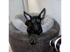 Adopt Ellie a Belgian Shepherd / Malinois