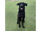 Adopt Bianca a Labrador Retriever, Mixed Breed