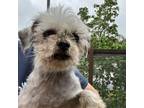 Adopt Cosita a Shih Tzu