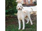 Adopt Ginger 20407 a Standard Poodle