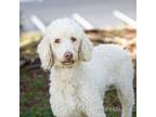 Adopt Polly 20406 a Standard Poodle