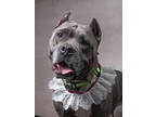 Adopt Elena a Pit Bull Terrier, Mixed Breed