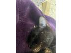 Adopt Periwinkle a Oriental Short Hair, Domestic Short Hair