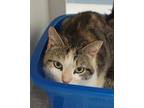 Adopt Pixar a Domestic Short Hair