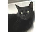 Adopt Addison a Domestic Short Hair