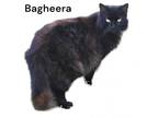 Adopt Bagheera a Domestic Long Hair