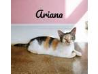 Adopt Ariana a Domestic Short Hair