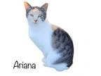 Adopt Ariana a Domestic Short Hair