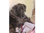 Adopt Betsee a Plott Hound, Great Dane