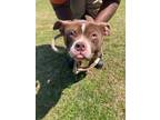 Adopt Lilly a Pit Bull Terrier