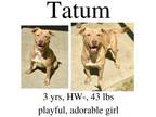 Adopt Tatum a Mixed Breed