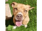 Adopt Thelma a Pit Bull Terrier