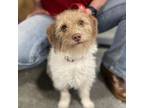 Adopt Hazy Pale Ale a Jack Russell Terrier