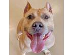 Adopt Athena a Pit Bull Terrier