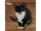 Adopt Star a Domestic Short Hair