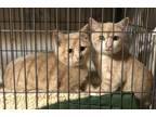 Adopt Bliss & Boomie a Tabby