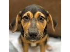 Adopt Navy a Black and Tan Coonhound, Labrador Retriever