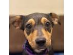 Adopt Smiley a Dachshund, Manchester Terrier