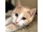 Adopt Limpett a Domestic Short Hair, American Shorthair