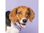 Adopt Mable a Treeing Walker Coonhound, Mixed Breed
