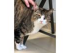 Adopt Patches 35732 a Domestic Short Hair