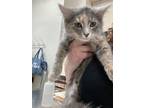 Adopt Merit a Domestic Medium Hair, Domestic Short Hair