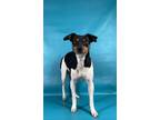 Adopt Gracie a Rat Terrier, Mixed Breed