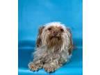 Adopt Sunny a Yorkshire Terrier, Poodle