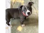 Adopt Peppermint a American Staffordshire Terrier