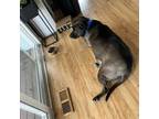 Adopt Brownie a Labrador Retriever, Pit Bull Terrier