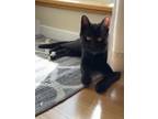 Adopt Minka a Domestic Short Hair