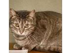 Adopt Cabbage a Domestic Short Hair