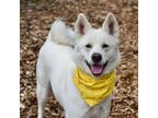 Adopt KK a Husky