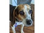 Adopt Tulip a Beagle