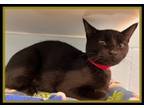 Adopt BABY GIRL a Domestic Short Hair