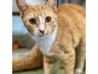 Adopt Mia a Domestic Short Hair